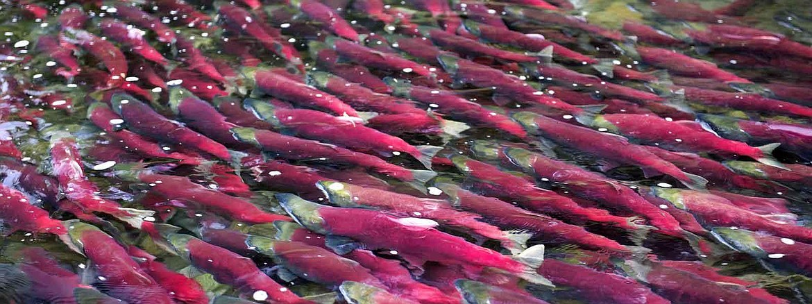 WORLD WILDLIFE FUND
Five species of Pacific salmon thrive in North Pacific waters: chinook (AKA &#147;king&#148;), coho, pink, sockeye and chum salmon.