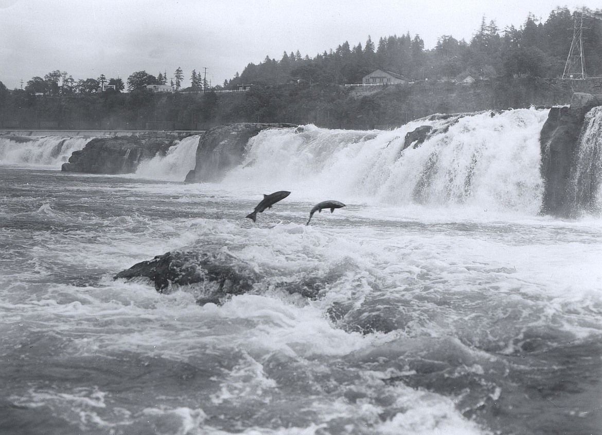 NOAA PHOTO LIBRARY
Salmon heading upstream at Willamette Falls, Ore.