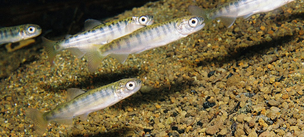 COLUMBIA RIVER INTER-TRIBAL FISH COMMISSION
Juvenile Columbia River Chinook salmon heading for the sea.