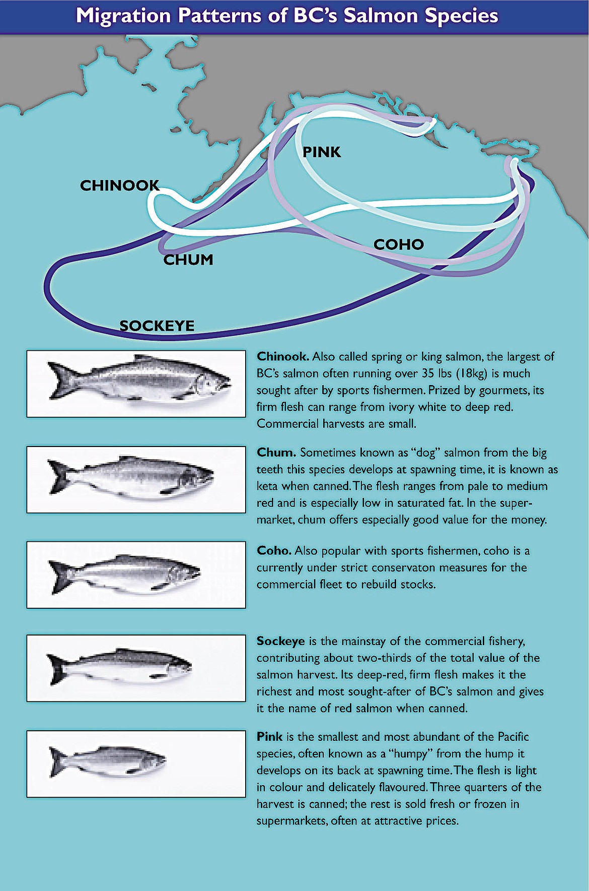 GOOGLE IMAGES
Ocean migration patterns of salmon in the North Pacific.