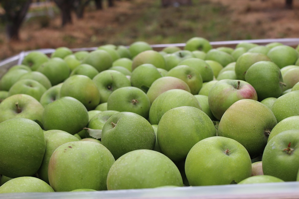 Cheryl Schweizer/Columbia Basin Herald
Granny Smith apples fill a bin at Salgado Orchards near Ephrata.