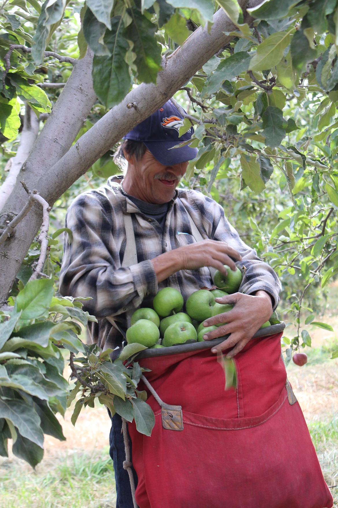 Cheryl Schweizer/Columbia Basin Herald
A worker fills a picking bag with Granny Smith apples at Salgado Orchards near Ephrata.