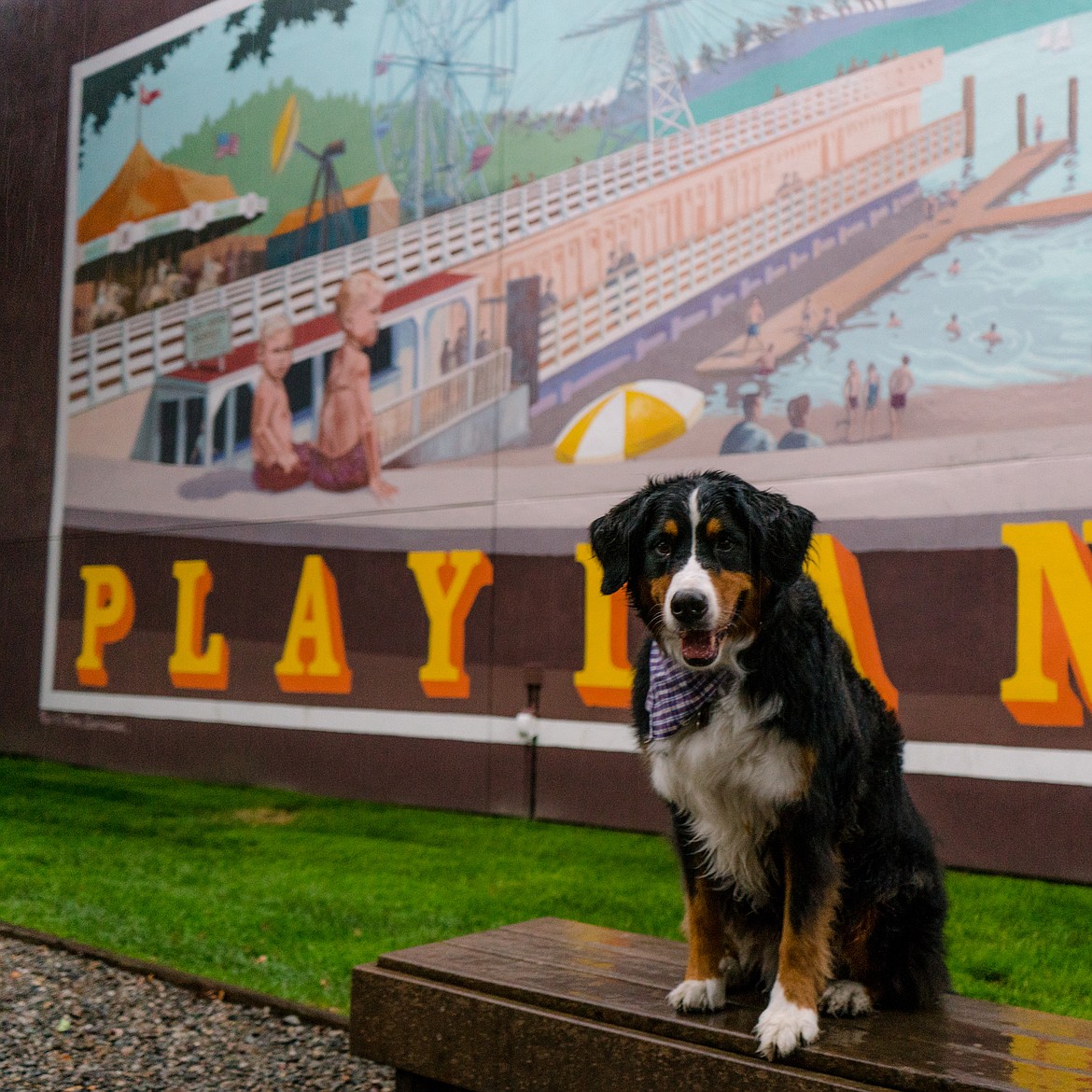 Sherman Square Park, 316 Sherman Ave.
"Memories From My Childhood" by artist Rolf Goetzinger
Pictured: Juneau the Bernese Mountain Dog (Instagram @juneautheberner)