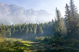 Oldest of Glacier's cedars spared from Sprague Fire