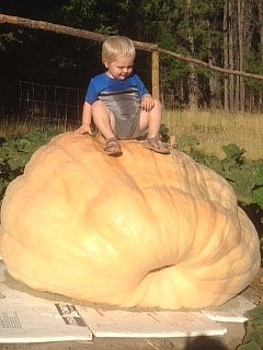 Courtesy Photo
Two year old Ryker Welch perches on a monster pumpkin grown by Rick Maggi.