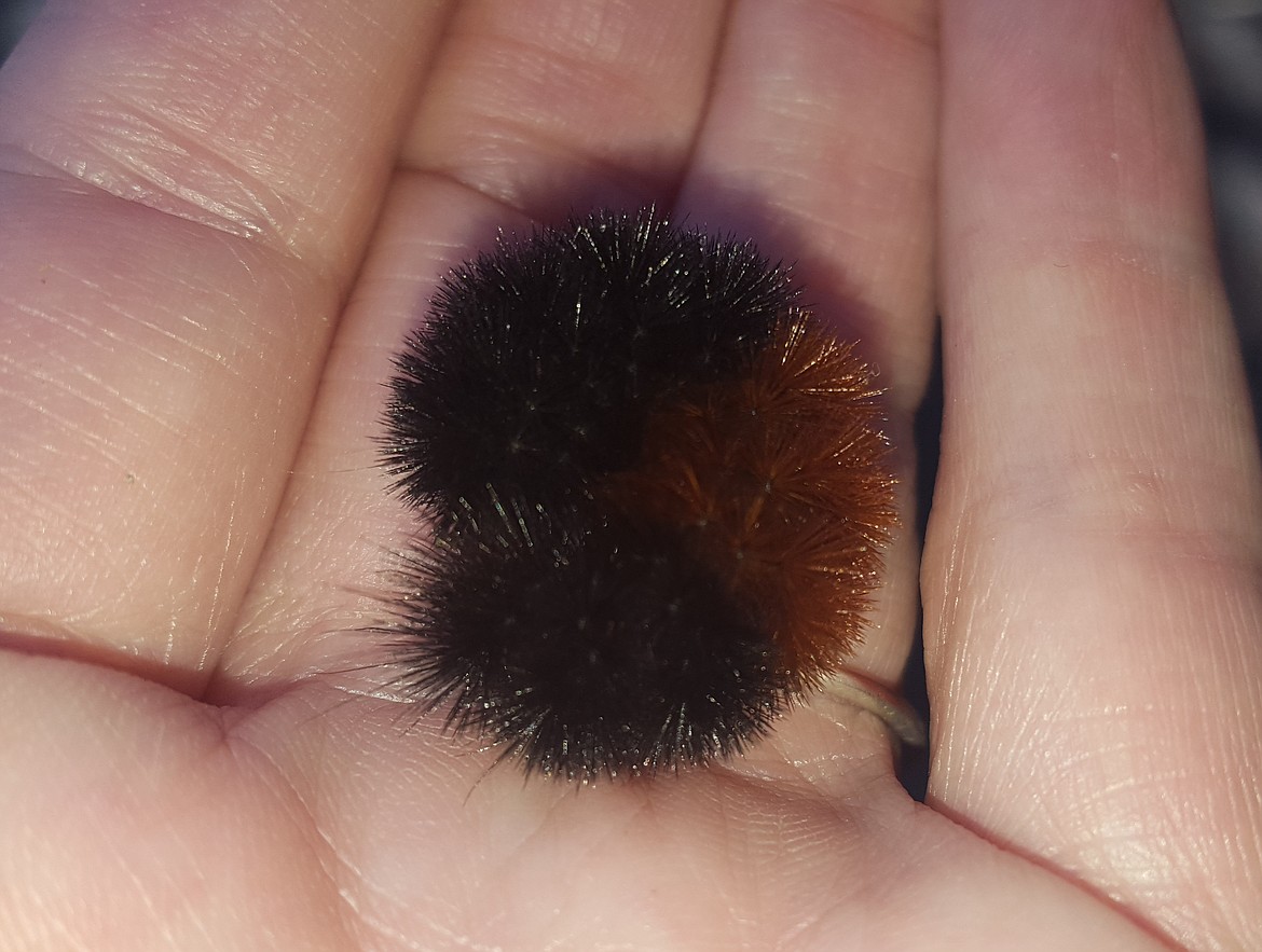 To protect itself from predators, the woolly worm will curl up into a ball, exposing only his bristles, which can be quite irritating to the skin.