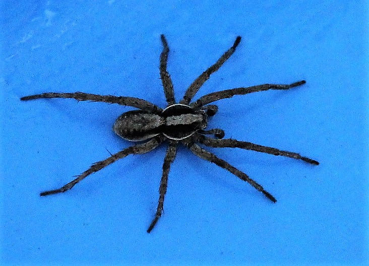 Grass spiders like this one usually die in the winter and leave behind a sac of eggs which will hatch in the spring. Other spiders like the black widow, hobo and brown recluse hibernate in warm cracks and crevices. (Kathleen Woodford/Mineral Independent).