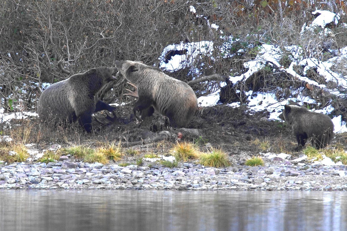 grizzly bear vs moose