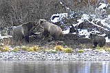 In Glacier, a dead moose makes for dramatic footage