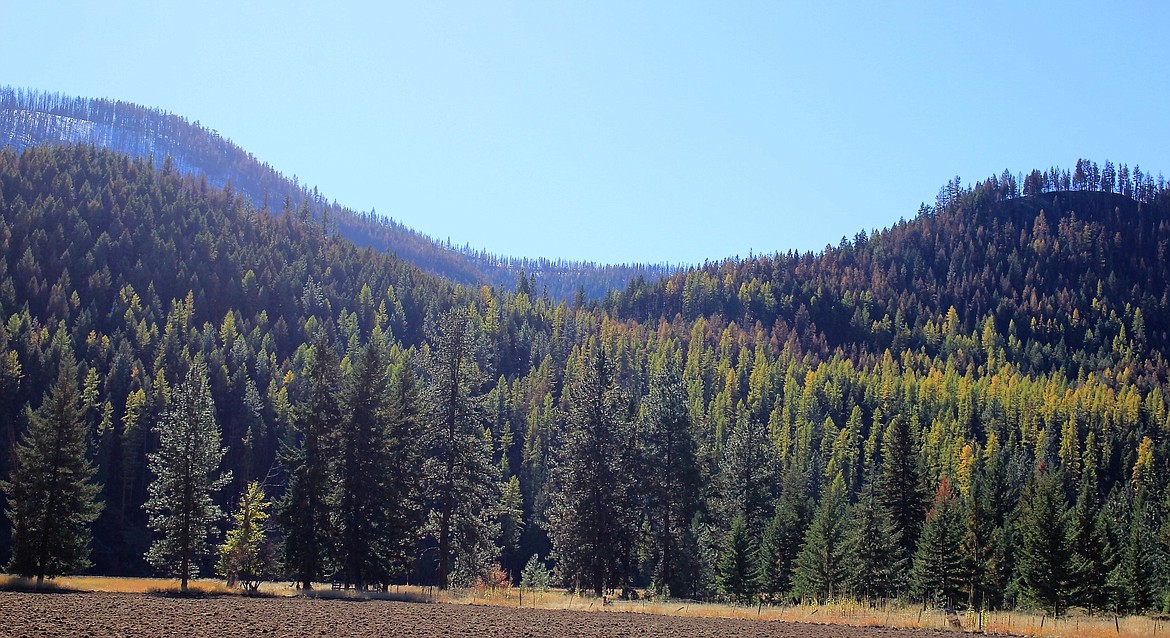 On an autumn day snow lays on a far mountain side while the sun streams down on burned portions of the remaining mountain. Areas not burned are turning their traditional season gold and red up Meadow Creek Road.