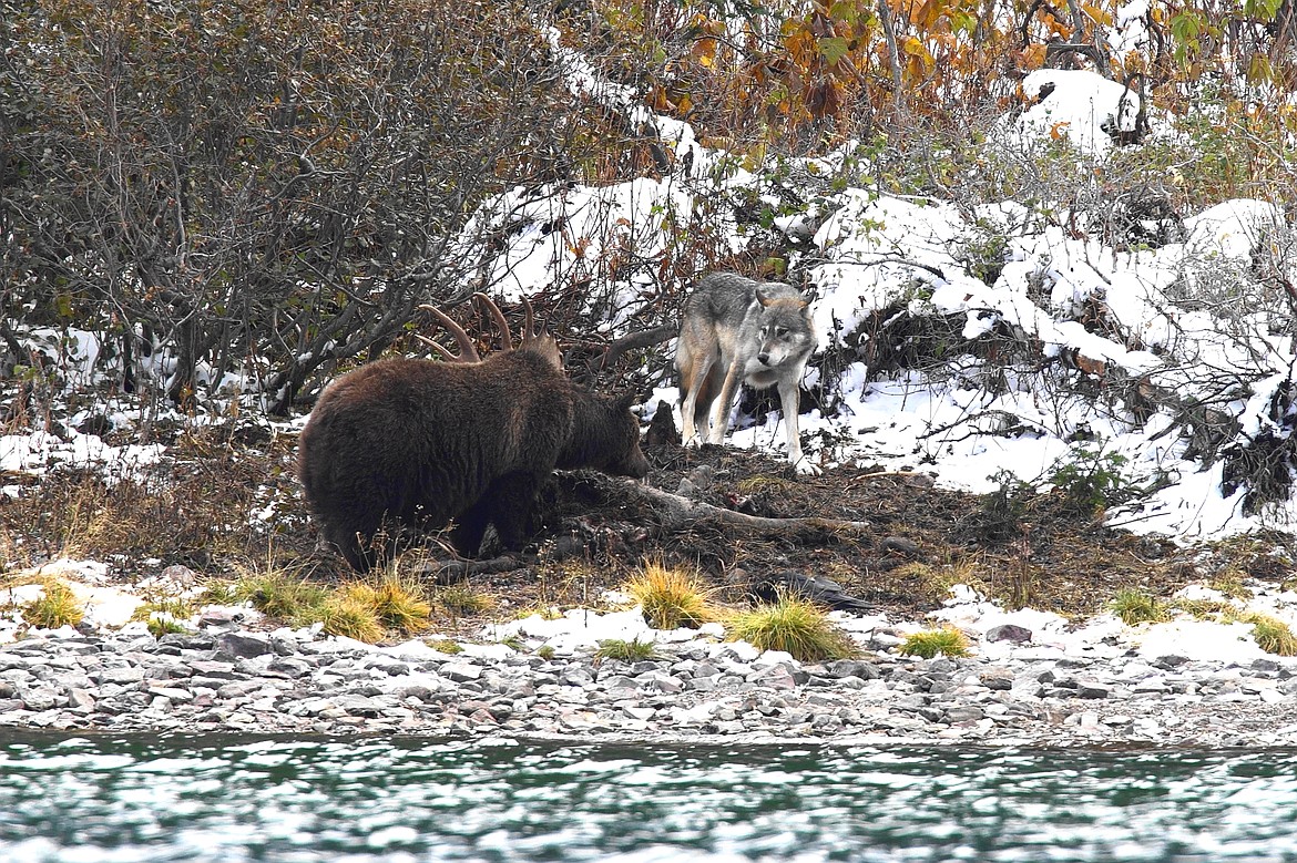 A grizzly and wolf square off over a moose carcass in Many Glacier last week. (Sumio Harada photo)