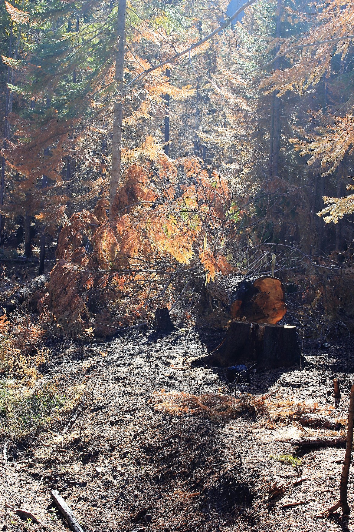 Forest Service crews have moved into the Meadow Creek area and cleared some of the fallen trees and debris that resulted from the Sunrise Fire.