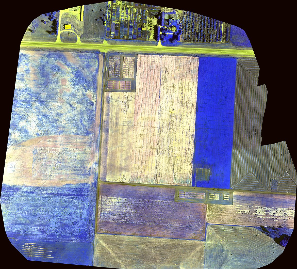 Precision agriculture is just one of the many applications utilized by Carstens Surveying with their drone flights. In this image, dark blue represents healthy plant growth while lighter purple and yellow are areas with less plant growth.