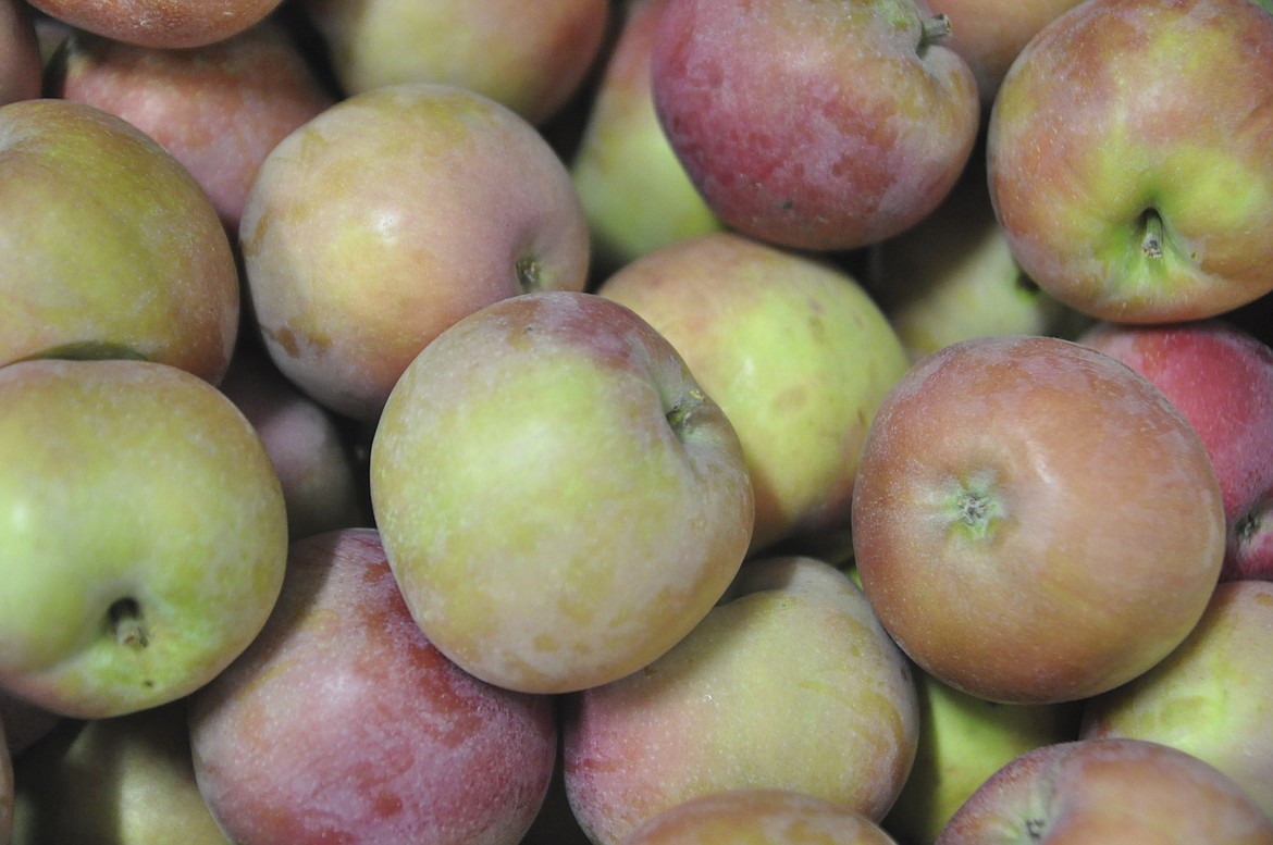 Two volunteers picked 800 pounds of McIntosh apples from the John Repnar Orchard in Finley Point. The apples were used for apple pies that will be sold at the Fall Apple Fest held this Saturday at Immaculate Conception Catholic Church in Polson. (Ashley Fox/Lake County Leader)