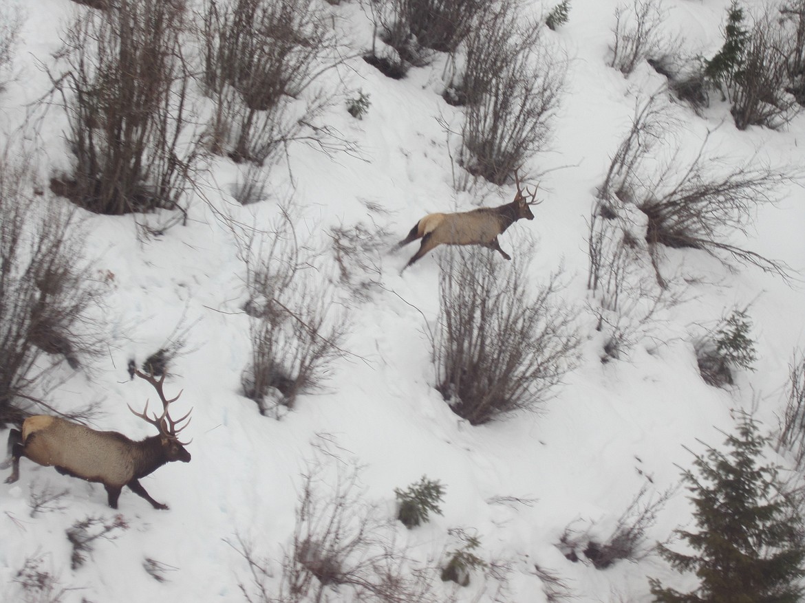 Courtesy photo
Two North Idaho bull elk run from the noise of a helicopter during an Idaho Department of Fish and Game spring elk survey.