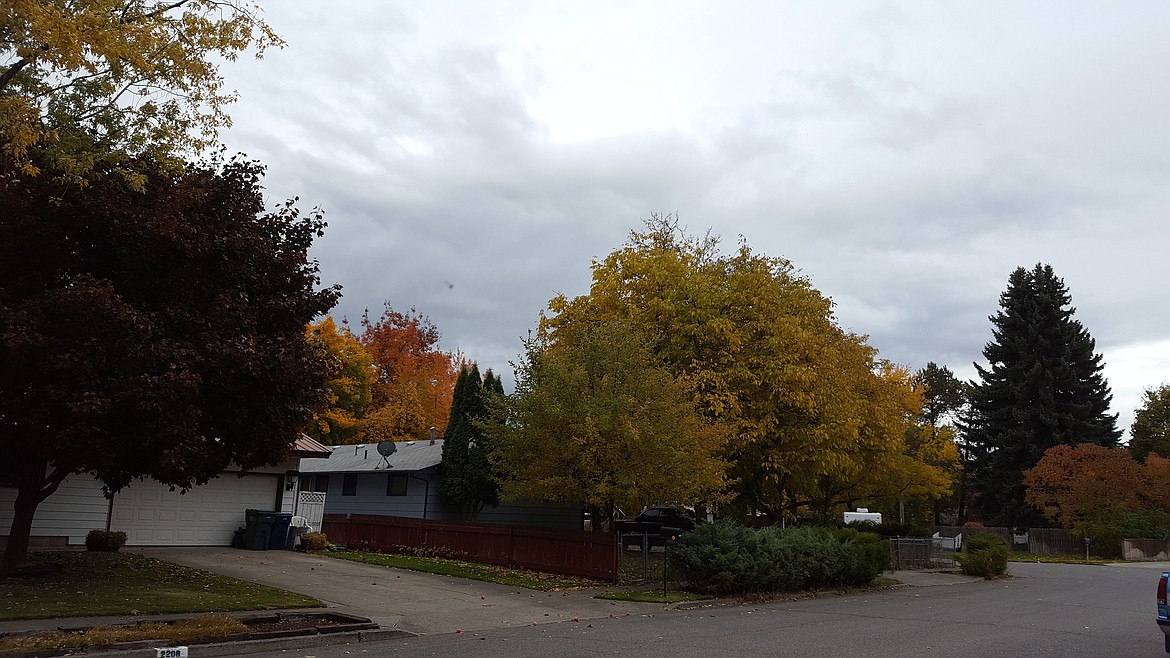 Photo by TYLER WILSON
The neighborhoods south of Best Avenue are lush with trees and close to Interstate 90 access.