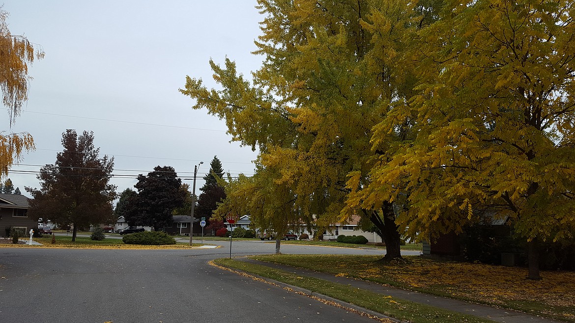 Photo by TYLER WILSON
Fall colors in the neighborhoods near Best Avenue and Borah Elementary.