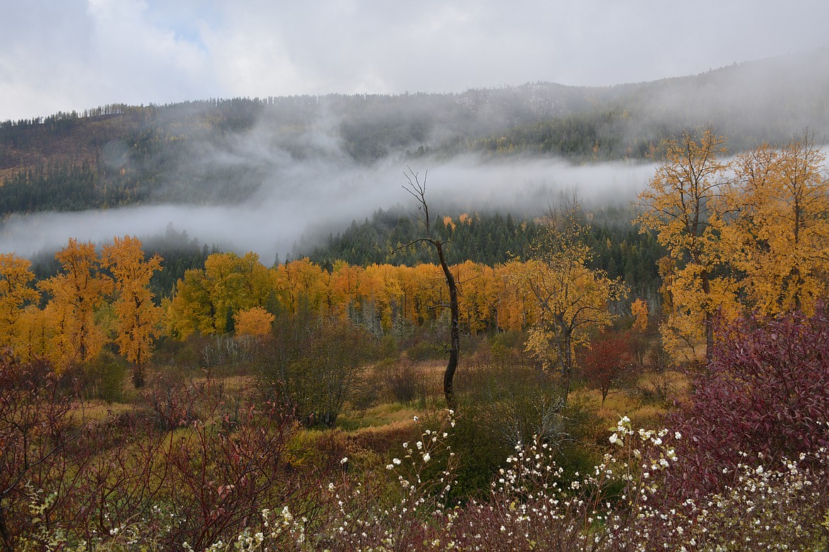 Overlooking Myrtle creek to the west with the Selkirk mountains as a backdrop.