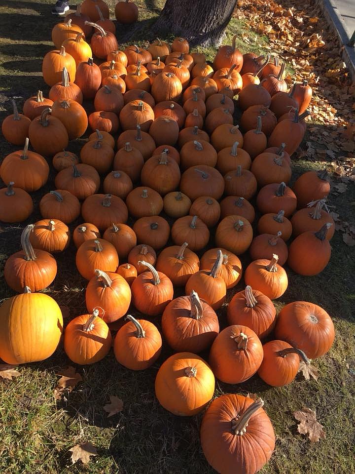 There were a lot of pumpkins left over after the Mineral County Library pumpkin decorating party on Oct. 28 and they were later sold for Halloween carving or for making pumpkin pie.(Photo by Florence Evans)