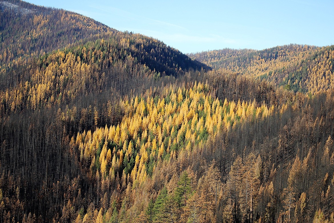 Some areas in the Sunrise Fire which have been previously thinned and managed where left unscathed by the flames. These fire resistant islands are a lush green with larch turning their golden fall colors among acres of charred forest. (Kathleen Woodford/Mineral Independent).