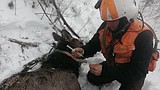 Biologists prepare for next leg of elk study