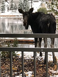 Avis S. of Coeur dAlene caught this young moose snacking on the last apples left on the tree. Even a barking dog didnt deter him. Those must be some good apples.