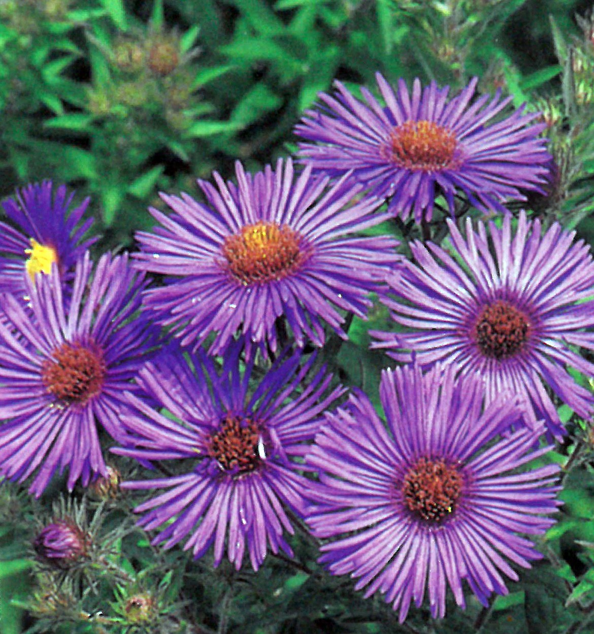 Rocky Mt. Aster provides gentle color every fall.