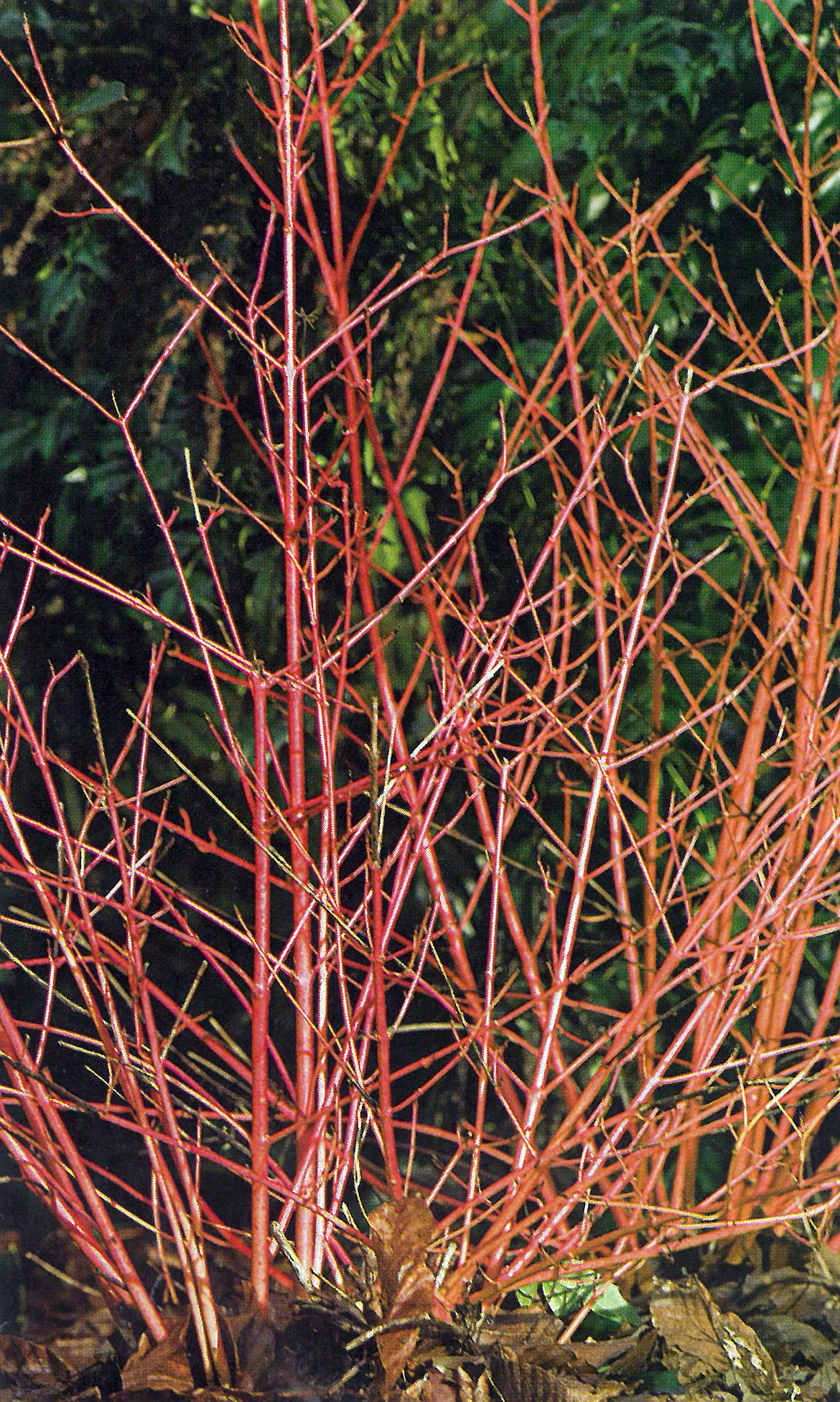 Red Osier Dogwood shows wintertime versatility with bright stems.