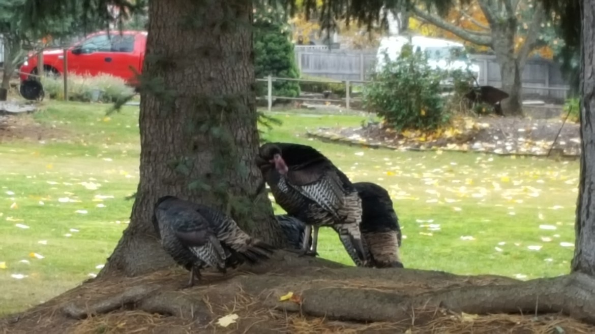 Photo by TYLER WILSON
Turkeys and other wildlife are commonplace in Woodland Heights.