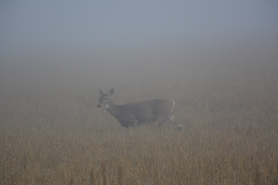 Photo by Don Bartling
Whitetail doe emerging from the fog in a field south of the Kootenai River.