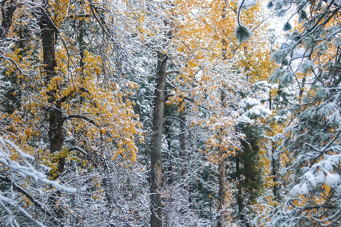 Photo by Mandi Bateman
Fall colors peek through the early snow on the Tour Road.