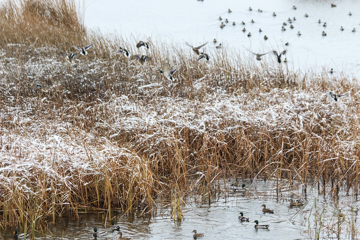 Photo by Mandi Bateman
Waterfowl enjoy the open waters available in the fall in the Kootenai National Wildlife Refuge.