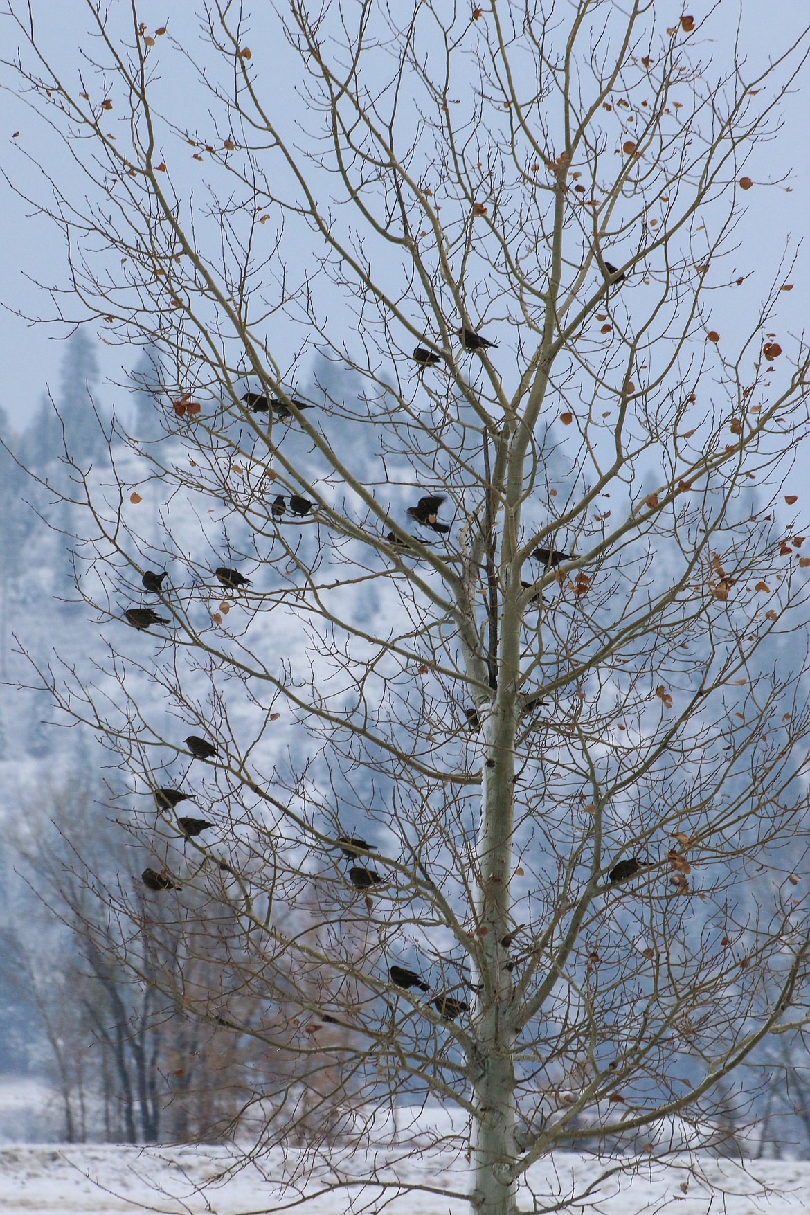 Photo by Mandi Bateman
Flocks of birds can still be seen from the Tour Road  in the Kootenai National Wildlife Refuge.