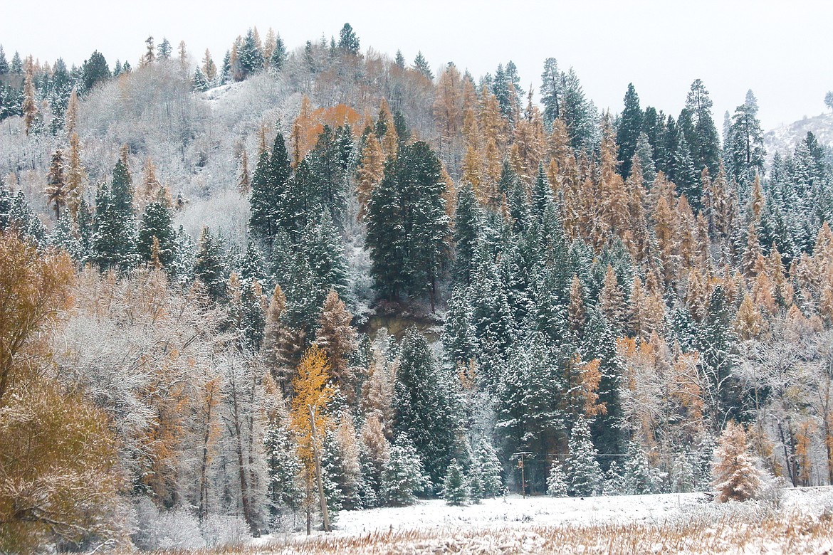 Photo by Mandi Bateman
The brilliant fall colors are only slightly muted by the first snowfall in the Kootenai National Wildlife Refuge.