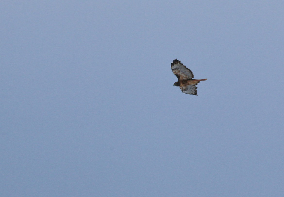 Photo by Mandi Bateman
A hawk hunts in the Kootenai National Wildlife Refuge.