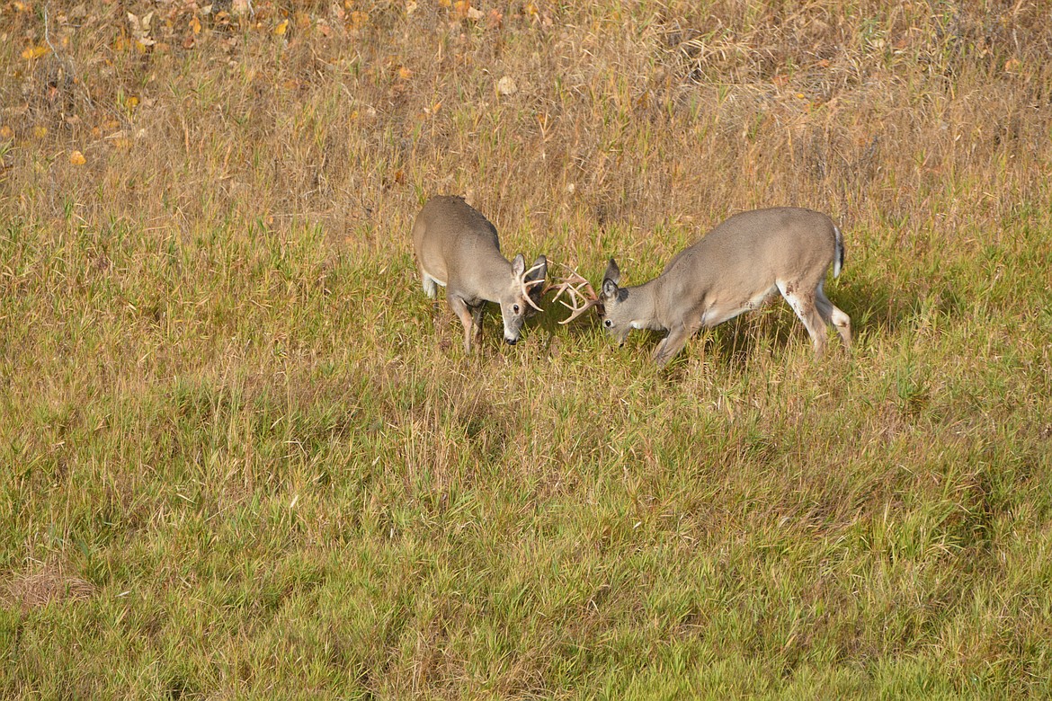 Photo by Don Bartling
Two whitetail bucks fighting, west of Myrtle Creek in the Kootenai National Wildlife Refuge.