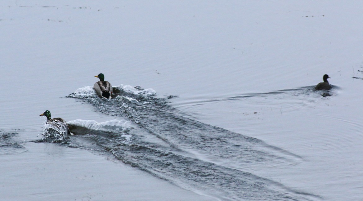 Photo by Mandi Bateman
Mallards come to a landing on a marsh in the Kootenai National Wildlife Refuge.