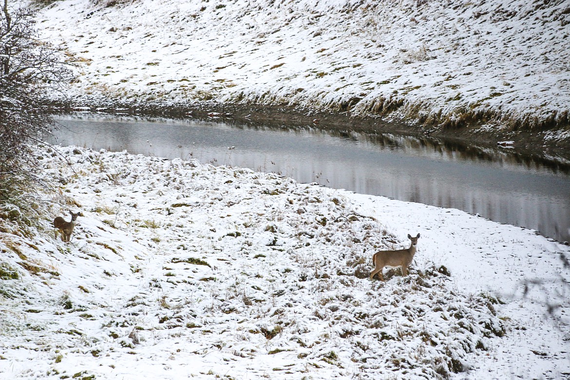 Photo by Mandi Bateman
Whitetail deer graze neer Myrtle Creek in an early season snow.