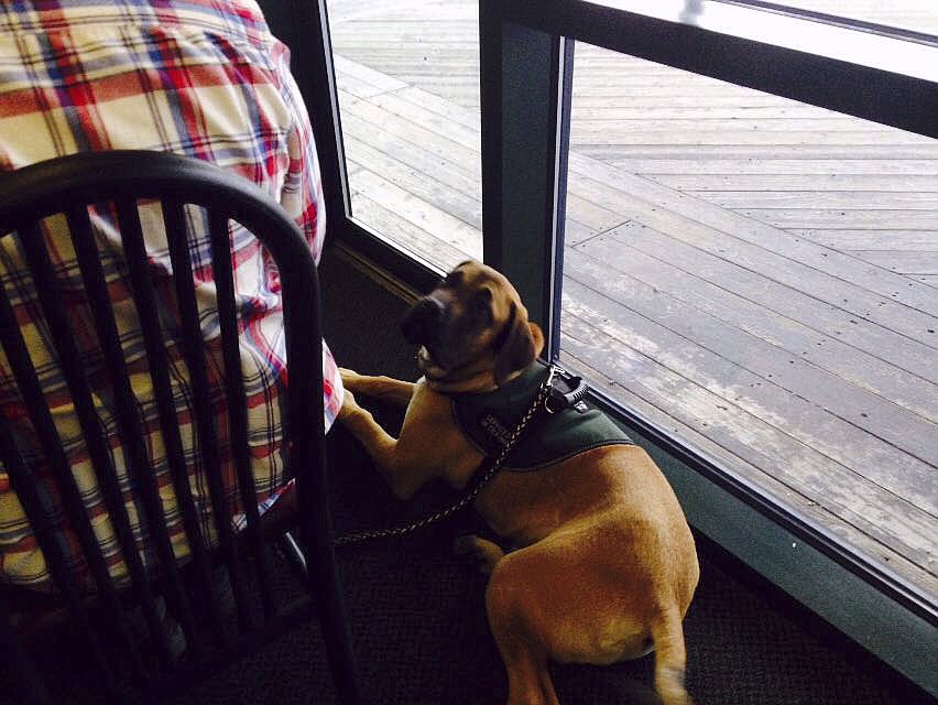 Sarge and his military veteran handler are just one of many pairs that county resident Bill Austin has helped train. (Photo provided)