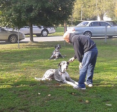 Bill Austin works with Monte, a service dog, as JP watches in the background. (Photo provided)