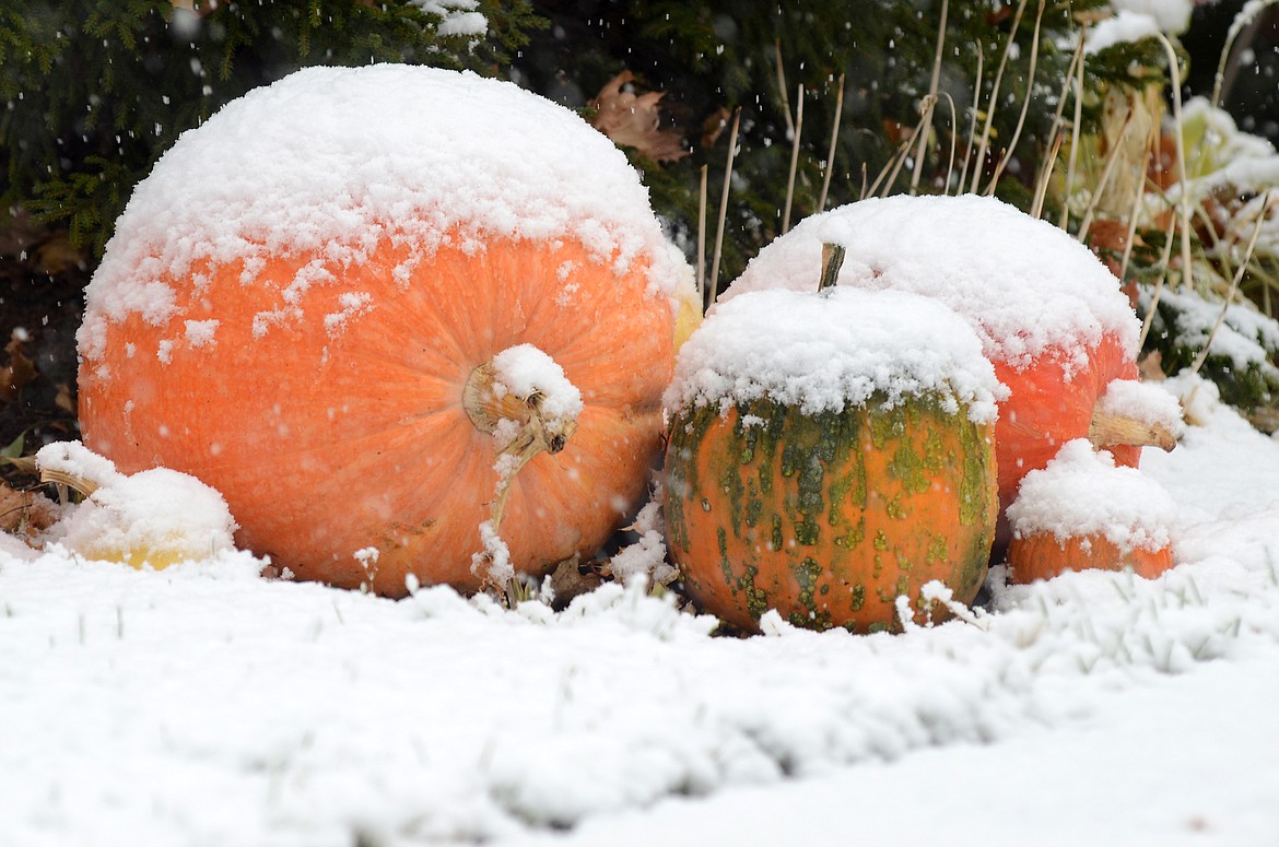 Pumpkins are covered in fresh snow in the East Side neighborhood of Kalispell. (Matt Baldwin/Daily Inter Lake)