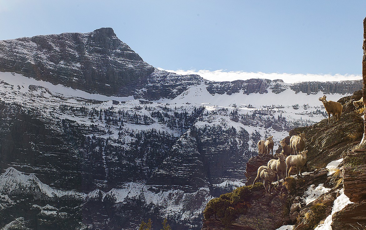 Bighorn sheep gather on the flanks of Mount James.