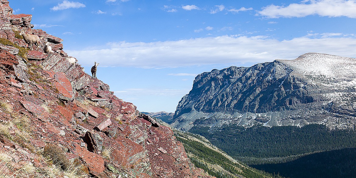 Bighorn sheep traverse the slopes near Triple Divide Pass.