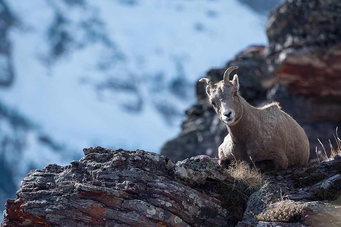 A bighorn sheep ewe rests on a ledge in Glacier National Park.