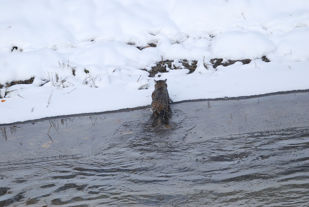 Photos by DON BARTLING
Top: The most common wildcat in North America, the bobcat is named for its short, bobbed tail. Bobcats have keen eye sight and an excellent sense of smell and hearing.

Above: A Bobcat swimming in icy water to cross Myrtle Creek.