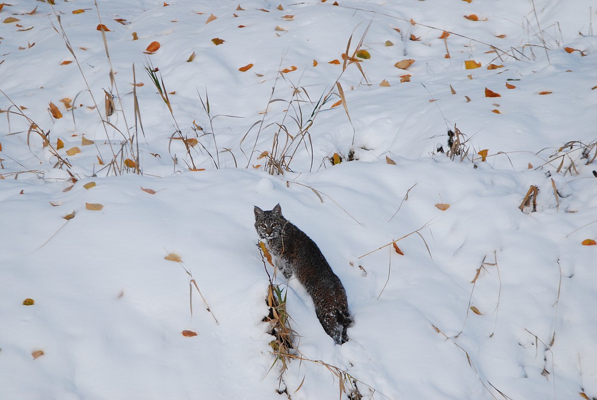 Photo by Don Bartling
The most common wildcat in North America, the bobcat is named for its short, bobbed tail. Bobcats have keen eye sight and an excellent sense of smell and hearing.