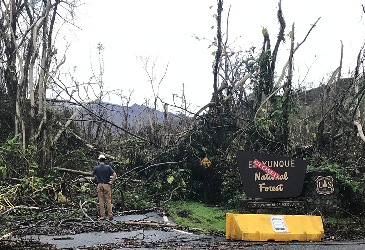 El Yunque National Forest in Puerto Rico is the only rain forest in the Forest Service system, It was flattened during the Hurricane Maria and trees took out power lines, blocked roads and clogged intake water systems.