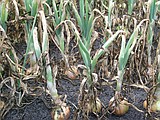 Growing onions in the Columbia Basin isn't as easy as it may seem