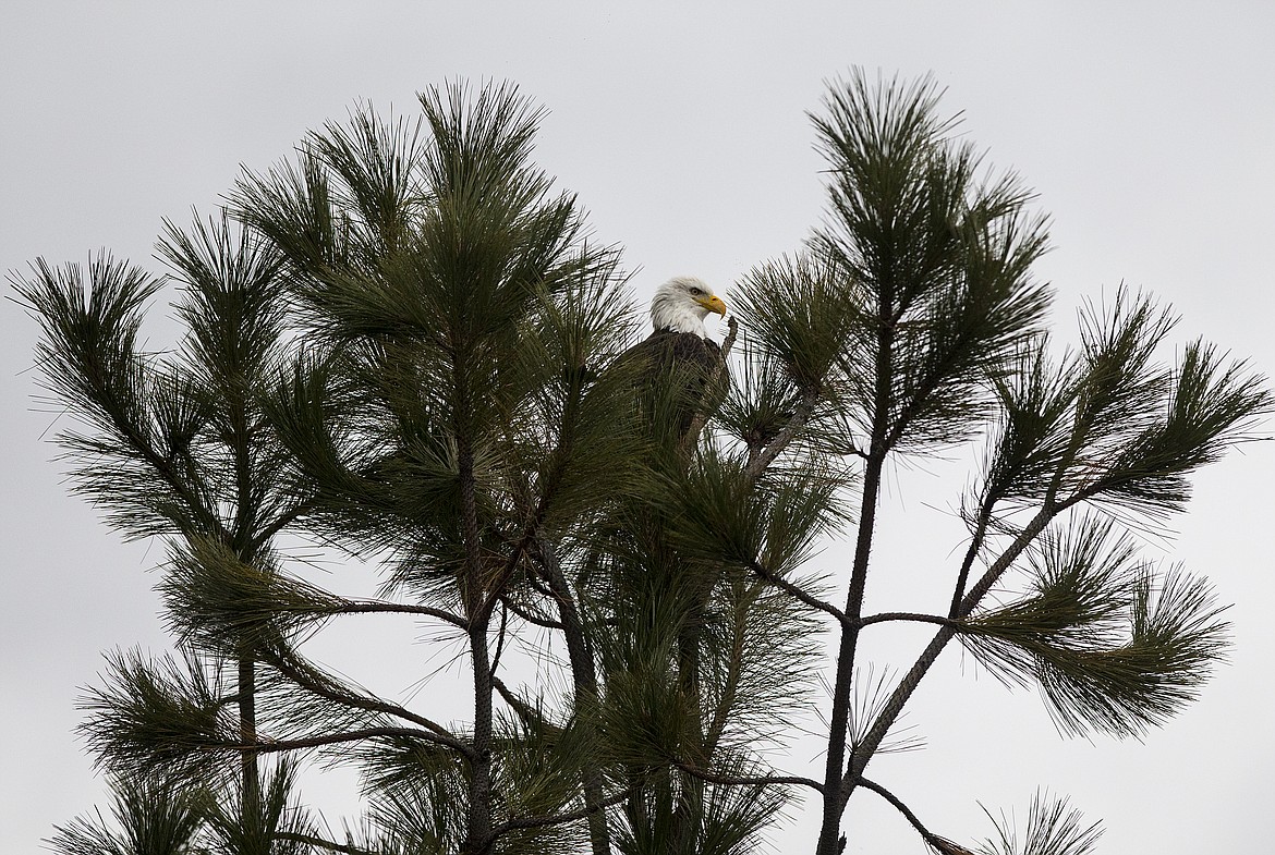 Photos by LOREN BENOIT/Press
A bald eagles rests in a tree alongside Lake Coeur d&#146;Alene near Higgens Point on Wednesday.