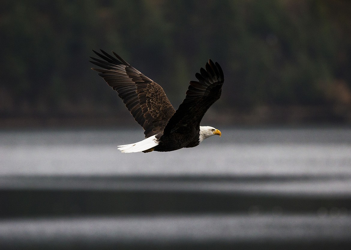 A bald eagle soars near Higgens Point Wednesday morning. The number of eagles counted Tuesday, Nov. 21, near Higgens Point and Beauty Bay is nearly six times higher than were counted at this time last year.